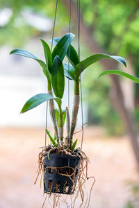 Close-up of potted plant on field