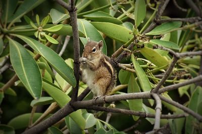 Close-up of squirrel on tree