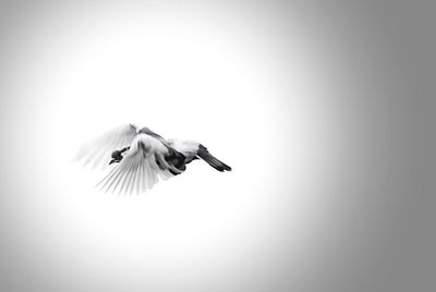 Low angle view of eagle flying against clear sky