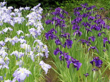 Close-up of purple flowering plants on field