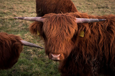 Cows in a field