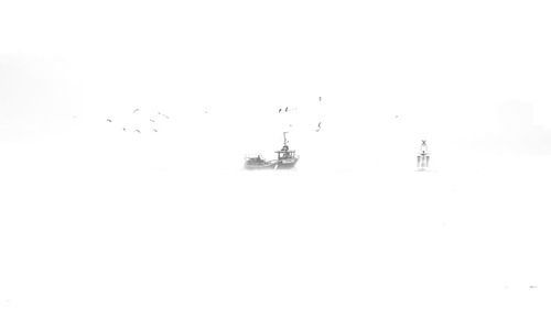 Flock of birds in water