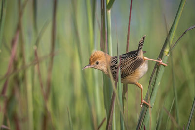 Close-up of bird perching on grass