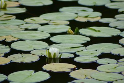 Close-up of lotus water lily in lake