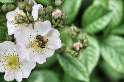 Close-up of white flowers