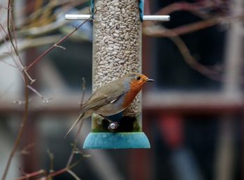 Close-up of bird perching on feeder