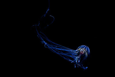 Close-up of water over black background