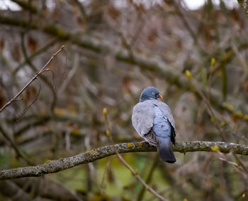 Low angle view of bird perching on branch
