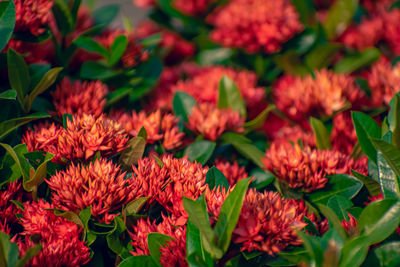 Ixora is a genus of flowering plants in the family rubiaceae. 