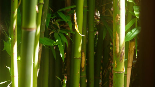 Close-up of bamboo plants growing on field