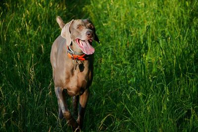 Dog panting while walking on grassy field