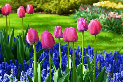 Close-up of purple tulip flowers on field
