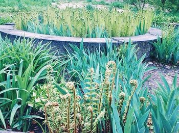 Close-up of plants growing on field