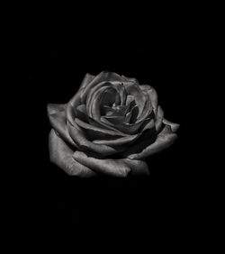 Close-up of rose against black background