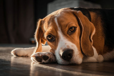 Close-up portrait of a dog resting