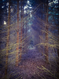 Trees in forest against sky