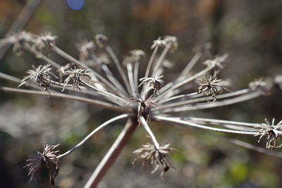 Close-up of barbed wire on plant