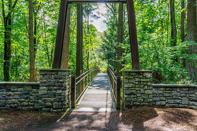 Walkway amidst trees in forest