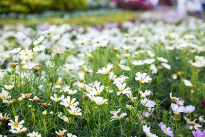 Close-up of white daisy flowers on field