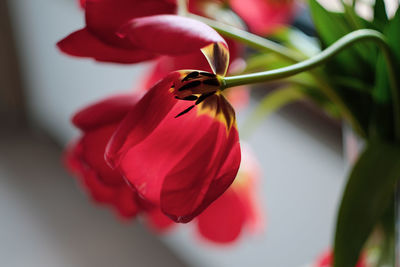 Close-up of red rose flower