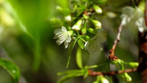 Close-up of plant