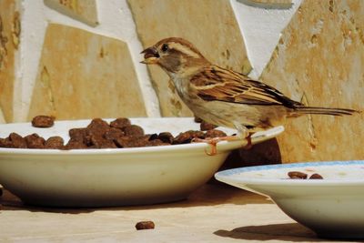 Close-up of bird eating food