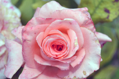 Close-up of pink rose