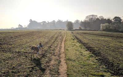 Dog on field against clear sky