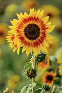 Close-up of sunflower