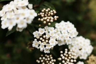 Close-up of white flowers growing outdoors