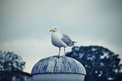 Birds perching on railing