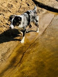 High angle view of dog on wet shore