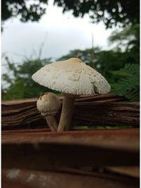 mushroom