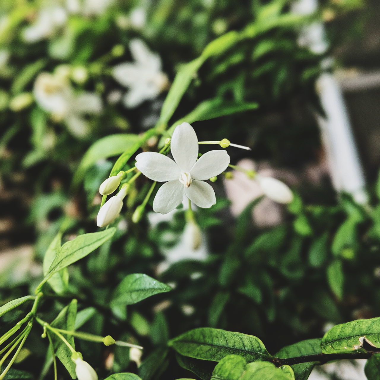 CLOSE-UP OF FLOWERING PLANT AGAINST WHITE WALL