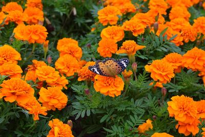 High angle view of orange flowers blooming outdoors