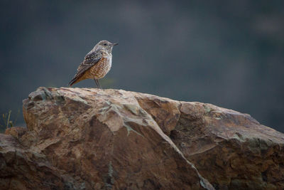 Close-up of bird perching on rock