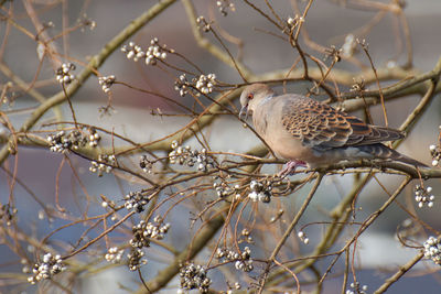 Close-up of dove perching on plant with buds