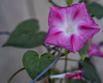 Close-up of pink flower blooming outdoors