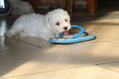 Close-up of puppy dog