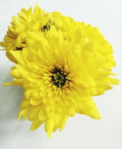 Close-up of yellow flowers