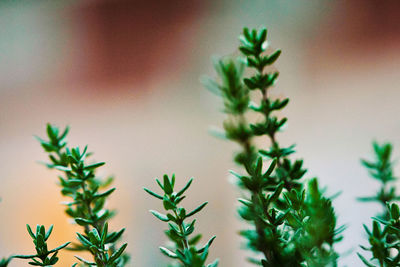 Close-up of cactus plant