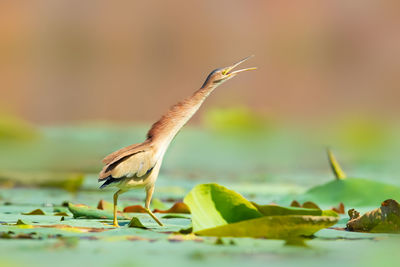 Close-up of bird on leaves