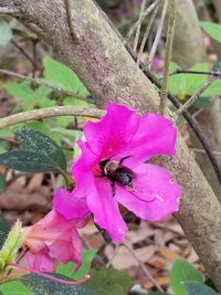 Close-up of bee on pink flower