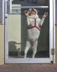 Dog standing by window