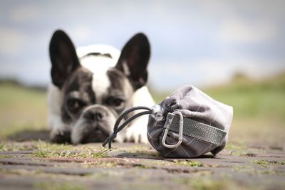 Close-up of a dog on field