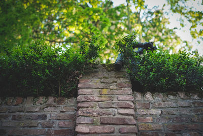 Low angle view of stone wall by tree