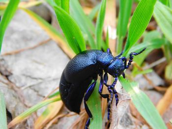 Close-up of insect on leaf