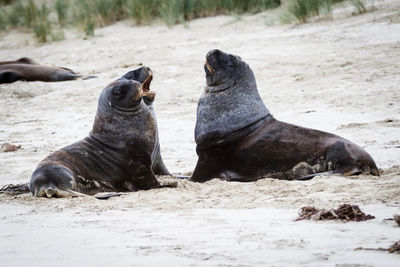 High angle view of sea lion on beach