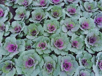 Full frame shot of pink flowering plants