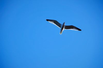 Bird flying against clear blue sky